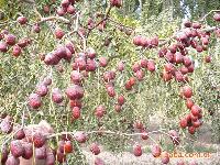 綠色無公害大米價格 型號 圖片